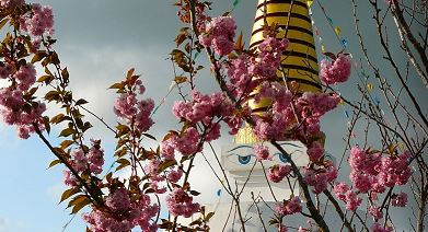 stupa-cerisier