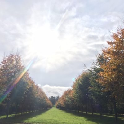 Automne 2019 Automne 2019